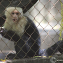 White-faced Capuchin Monkey