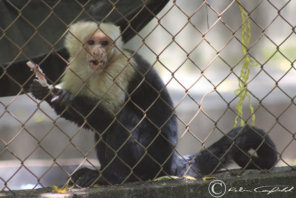 Spotting Image 1