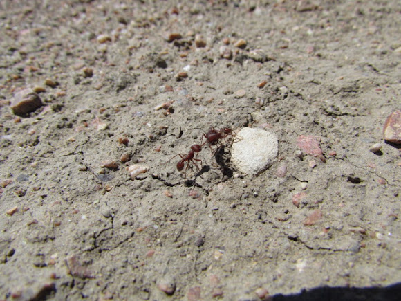Spotting Image 1