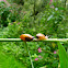 Blunt amber snail