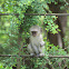Vervet monkey