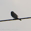 White-breasted Woodswallow