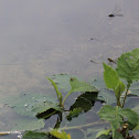 blue dragonfly