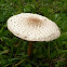 Parasol Mushroom
