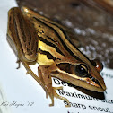 Striped Stream Frog