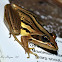Striped Stream Frog