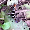 Dice Moth larvae