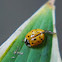 Asian lady beetle