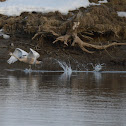 Mute Swan (Juvenile)