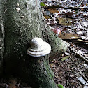 Tinder fungus (Echte tonderzwam)