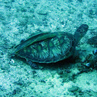 Hawksbill Turtle