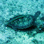 Hawksbill Turtle