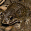 Marbled Frog