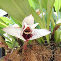 Orquidea