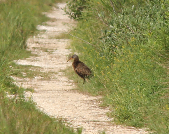 Spotting Image 1