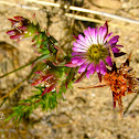 Erepsia gracilis