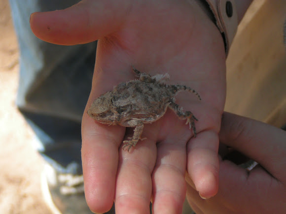 Spotting Image 1