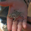 Greater short-horned lizard