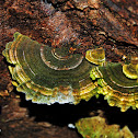 Bracket Fungi