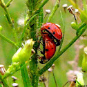 Asian Lady Beetle
