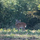 White Tail Deer ( Female )
