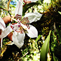 Orchid