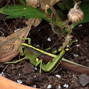 Grasshopper