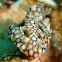 Sinuate Ceratosoma