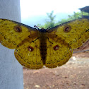 Golden Emperor moth