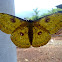 Golden Emperor moth