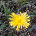 Closeup of yellow flower