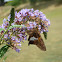 Silver-spotted Skipper