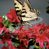 W.P. Wes Smith - WNC Mountain Photography