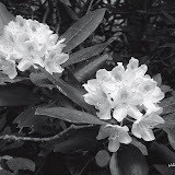 W.P. Wes Smith - WNC Mountain Photography