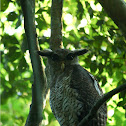 Barred Eagle-Owl