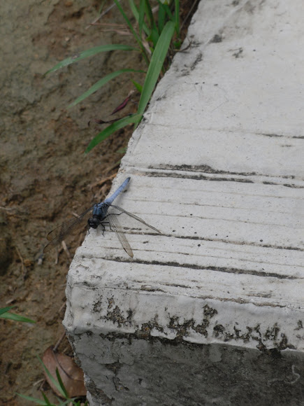Spotting Image 1