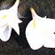 Frangipani