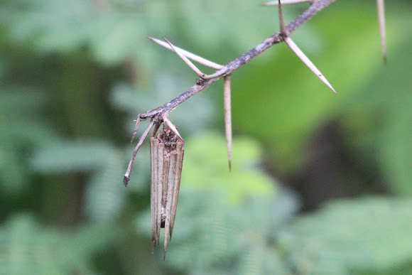 Spotting Image 1