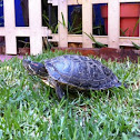 Tortuga japonesa 