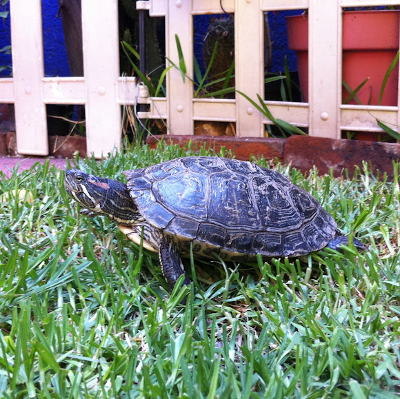 Spotting Image 1