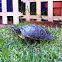 Tortuga japonesa 