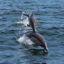 Long Beaked Common Dolphin