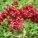 Red Spur Valerian