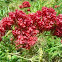Red Spur Valerian