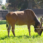 Common Eland