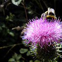 Abejorro