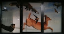 Flying Deer on Sky Corridor