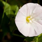 Morning glory