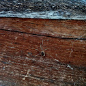 Daddy Long Legs Spider