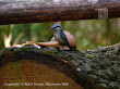 Kowalik (Sitta Europaea)